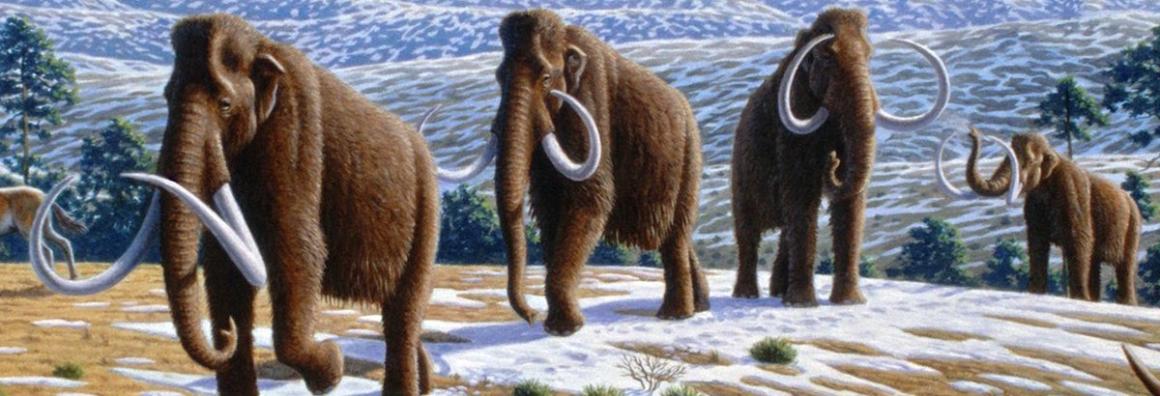 Illustration of woolly mammoths.